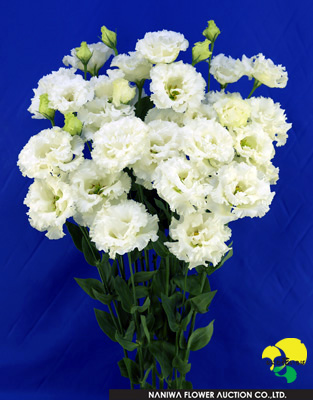 Eustoma Elegant White.jpg - Eustoma Elegant White